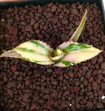 Agave titanota cv SQUALO TIGRE retro variegato -