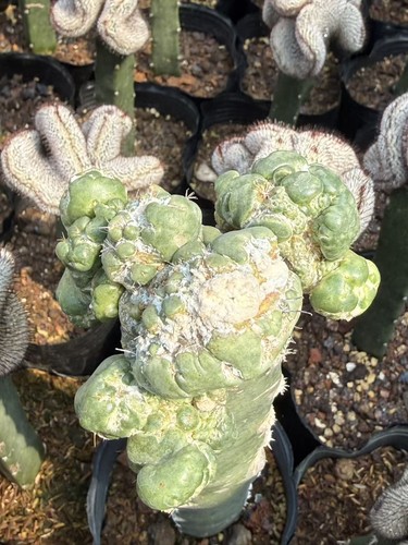 CactusSucculentPlants