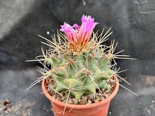 Thelocactus rinconensis ssp - thelocactus,