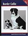 Border collie - border,