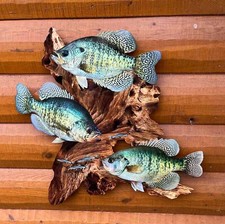 White Crappie Replica