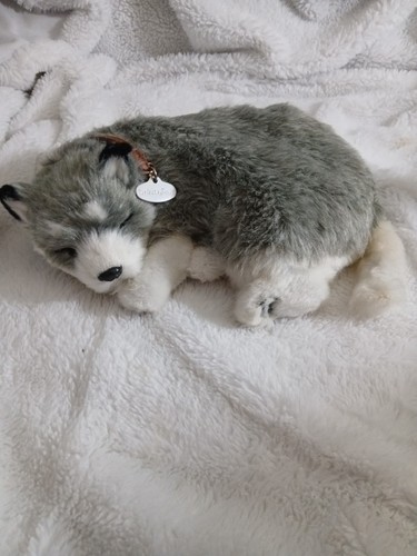 Petzzz perfetto che dorme