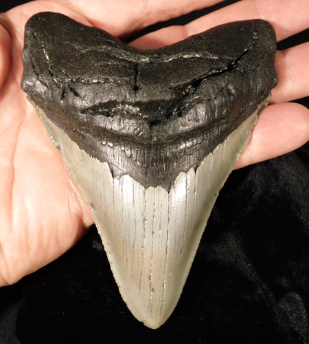 Gigante megalodon seghettato - gigante!,