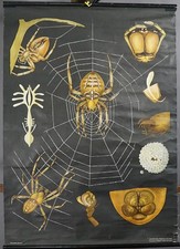 Common Cross spider Araneus