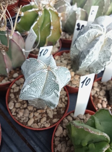 Astrophytum onzuka v - 🌵,