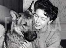 Foto vintage Animali, un cane alsaziano con la padrona, stampa 21 x 15 cm