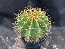 FEROCACTUS SCHWARZII IL