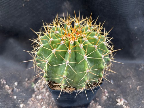 Ferocactus schwarzii - ferocactus, il