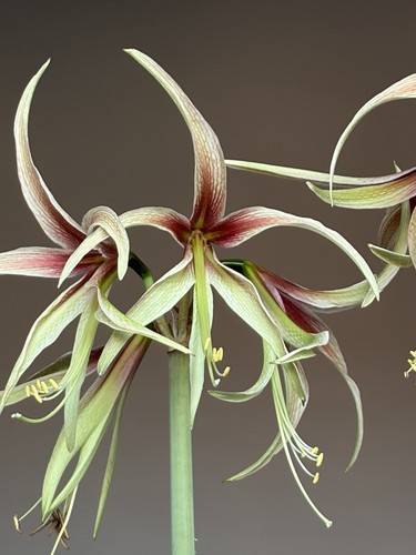 Hippeastrum tarantula - tarantula, x