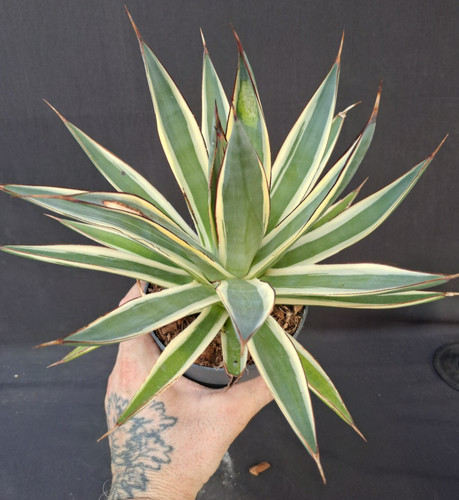 Agave snow glow - agave, cv.