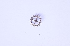 Omega 240 part 1305 - 1305, roue