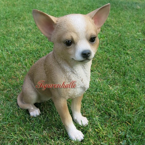 Chihuahua cane - da, tasca