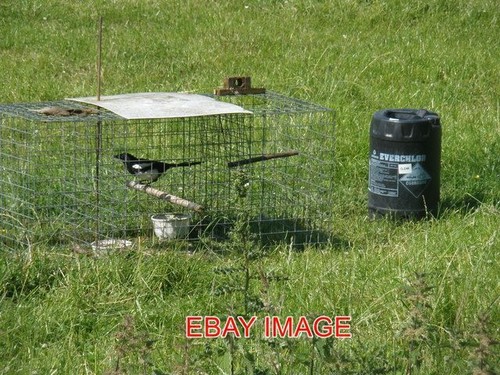 Photo magpie trap 2009 - photo,