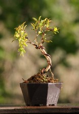Prebonsai melograno - prebonsai,