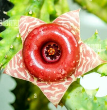 Talea Senza radici Huernia Zebrina Variegata Fiore in foto da WEB, Pianta RARA