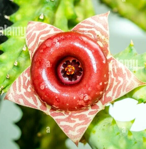 Talea senza radici - talea, huernia