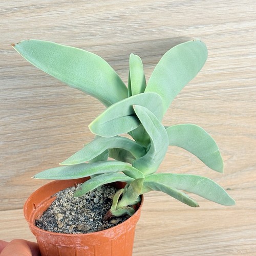 Crassula falcata pot - ,, 8cm