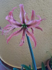 Hippeastrum AP8 X AHn2 -  10 seeds, Amaryllis