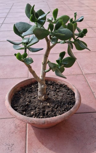 Crassula ovata giada pre - ovata,, giada,