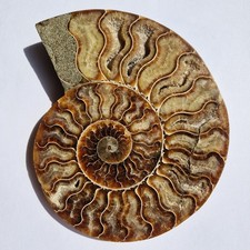 Ammonite Fossile CLEONICERAS
