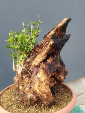 Bonsai Olivastro Foglie