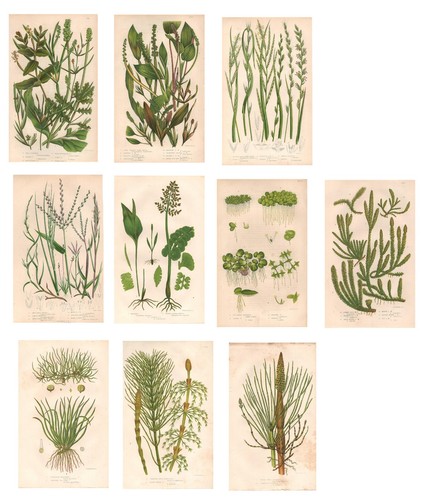 Stampe antiche botanica erbe - antiche,