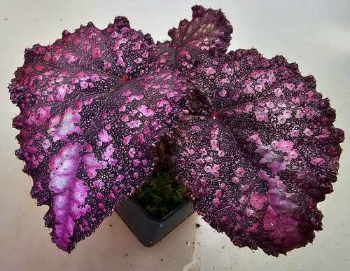 Begonia ibrida con