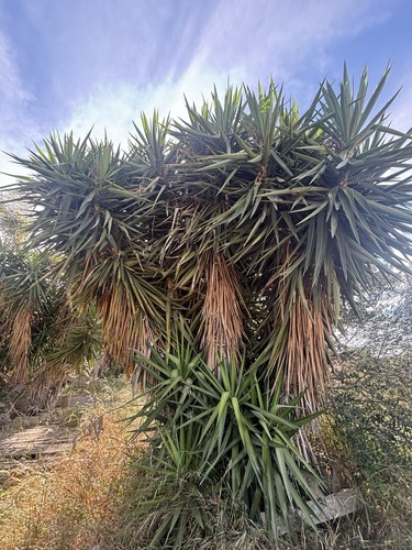 Pianta