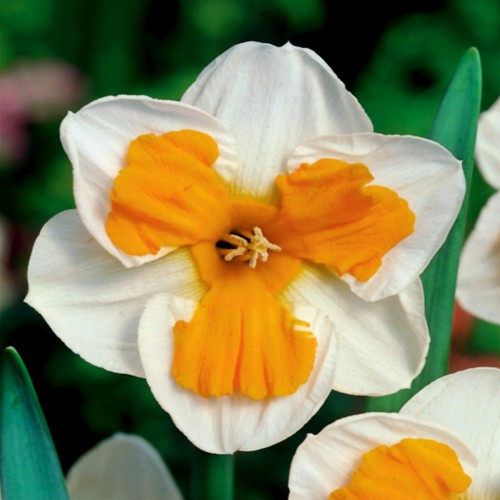 Narcisi bulbi fiori cipolle - bulbi, di