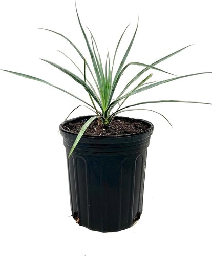 Silver yucca live plant in - live,