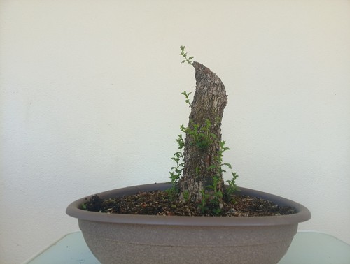 Bonsai crataegus monogyna - crataegus,