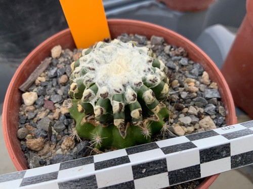 117 discocactus horstii - discocactus,