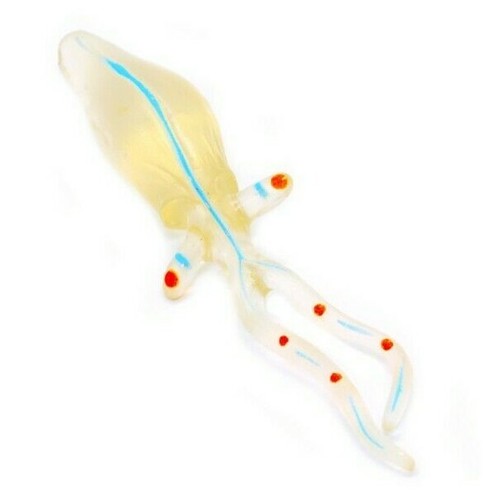Calamari vetro plastica - calamari,
