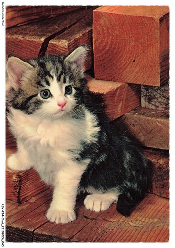 Asvp14 1069 gatto norvegese - asvp14-1069-gatto,