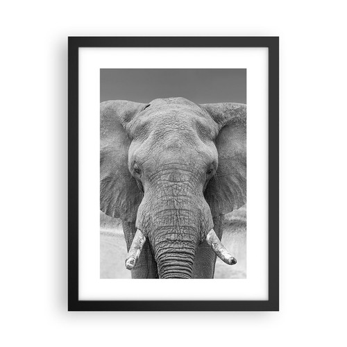 Poster 30x40cm elefante - poster,