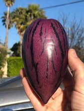 80001947 Pepino dulce purple