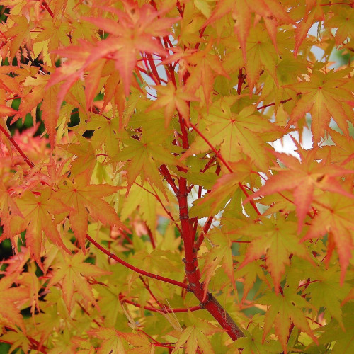 Acero rosso giapponese - , "acer