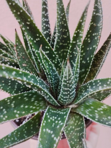 Aloe aristata pianta - , da