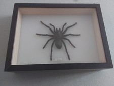 LICOSA PIRASTRI CAMBOGIA  TARANTOLA  IN TECA  19 X 26