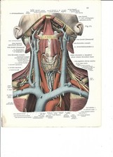 Stampa antica ANATOMIA