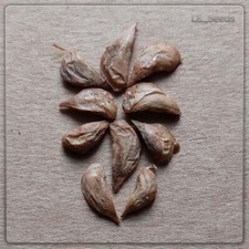 10 semi di Cedrus libani