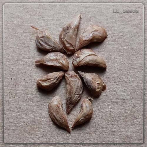 Semi cedrus libani - 10,