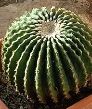 Kroenleinia grusonii (Echinocactus grusonii) var. inermis 63 cm. circ.