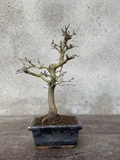 Bonsai di Acero Palmato