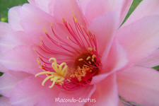 "EVITA" Hildewintera Hybride