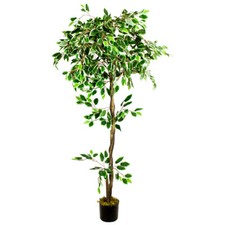Ficus benjamin pianta finta - ficus,
