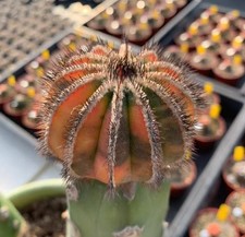 Uebelmannia pectinifera WYSIWYG giardino innestato variegato