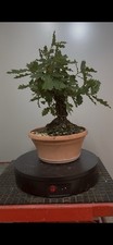 Pre Bonsai Quercia Yamadori Shoin