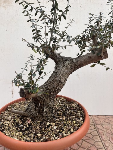 Pre bonsai olivastro - bonsai, di