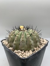 Copiapoa Cinerea Columna Alba